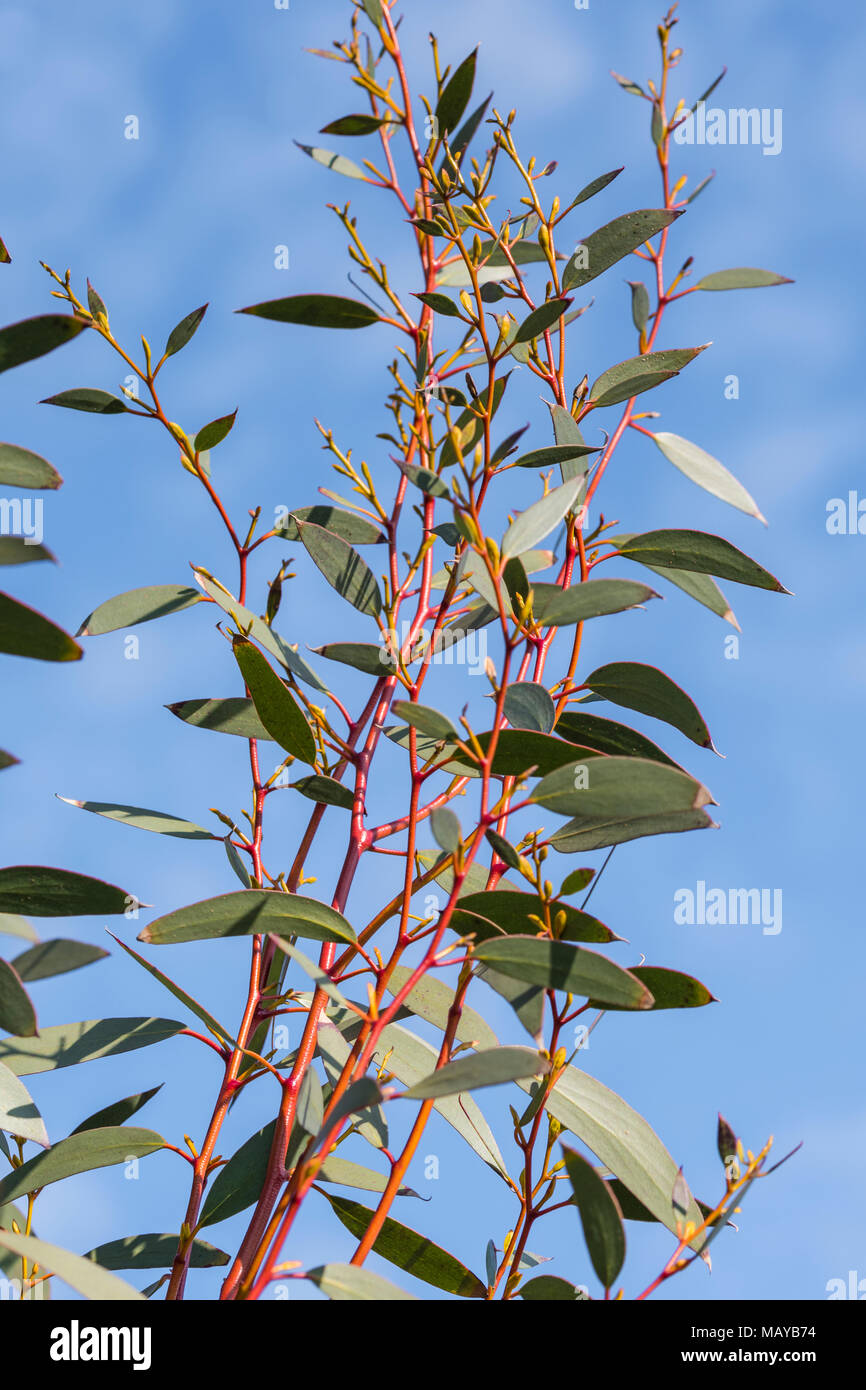 Blätter und Rot stammt aus einer Gum Tree (Eukalyptusbaum) im Frühjahr in Großbritannien. Stockfoto