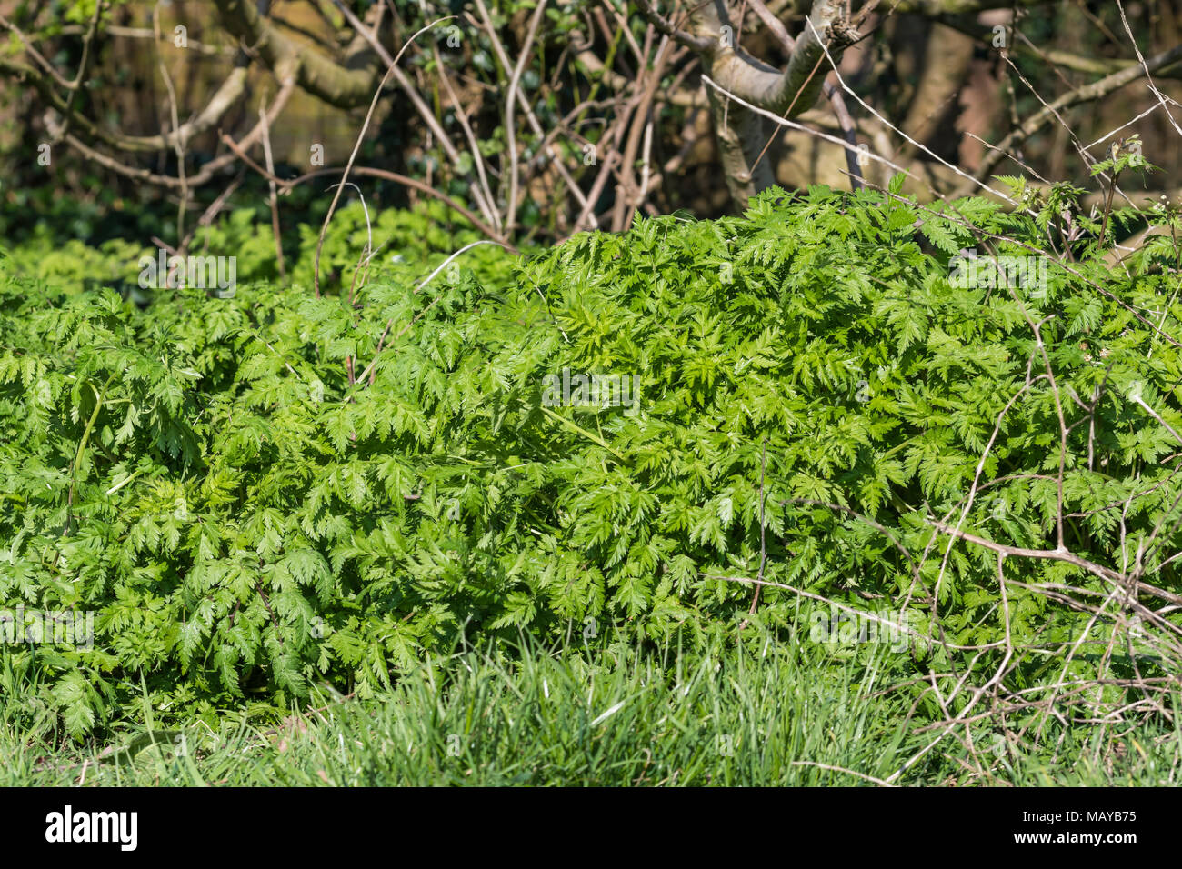 Kuh Petersilie (Anthriscus sylvestris, AKA Wild Wild beaked Kerbel, Petersilie, Keck) Unterholz wächst im Wald unter Bäumen im Frühjahr in Großbritannien. Stockfoto