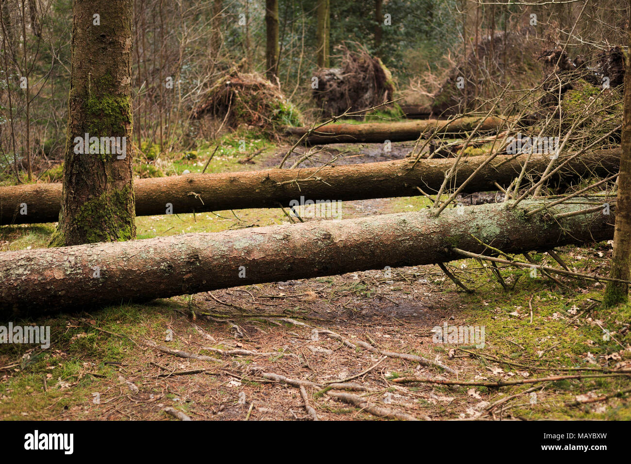 Beschädigt und umgefallene Bäume als Folge der Unwetter mit starken Winden am Schwarzen verdeckte Holz West Wales Anfang 2018 Stockfoto