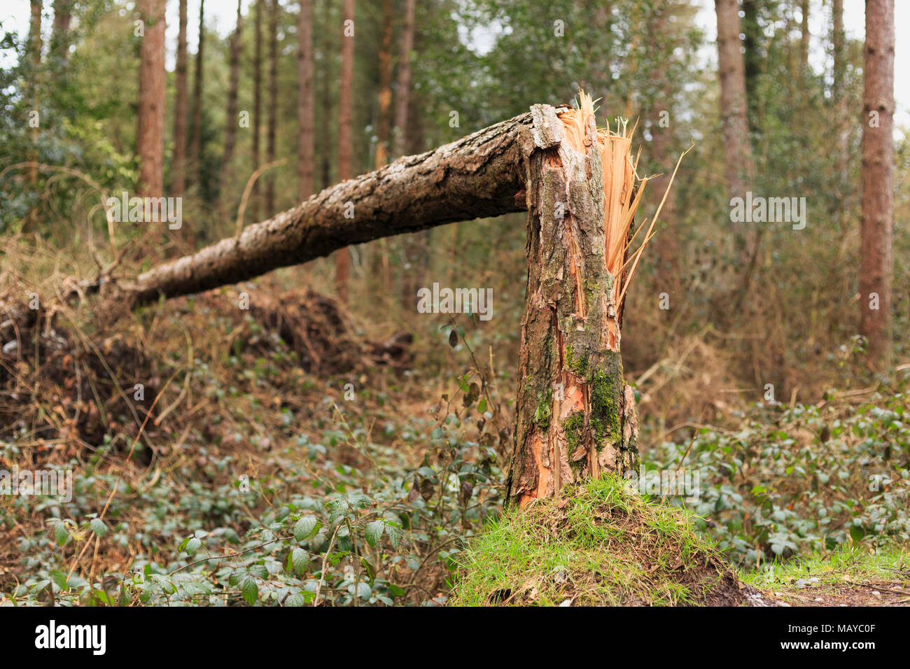 Beschädigt und umgefallene Bäume als Folge der Unwetter mit starken Winden am Schwarzen verdeckte Holz West Wales Anfang 2018 Stockfoto