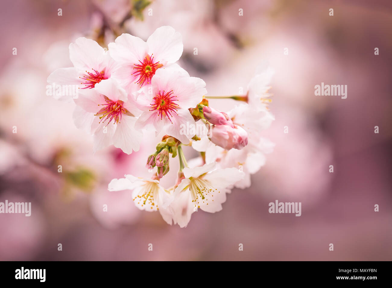 Schöne Nahaufnahme von zarten Frühlingsblumen über eine unscharfe Hinterg Stockfoto