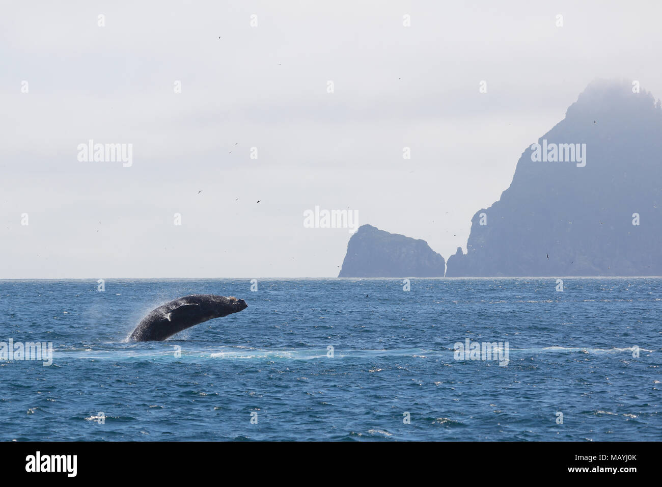 Buckelwal Verletzung aus dem Pazifischen Ozean mit Berg im Hintergrund in den Kenai Fjords National Park, Alaska Stockfoto