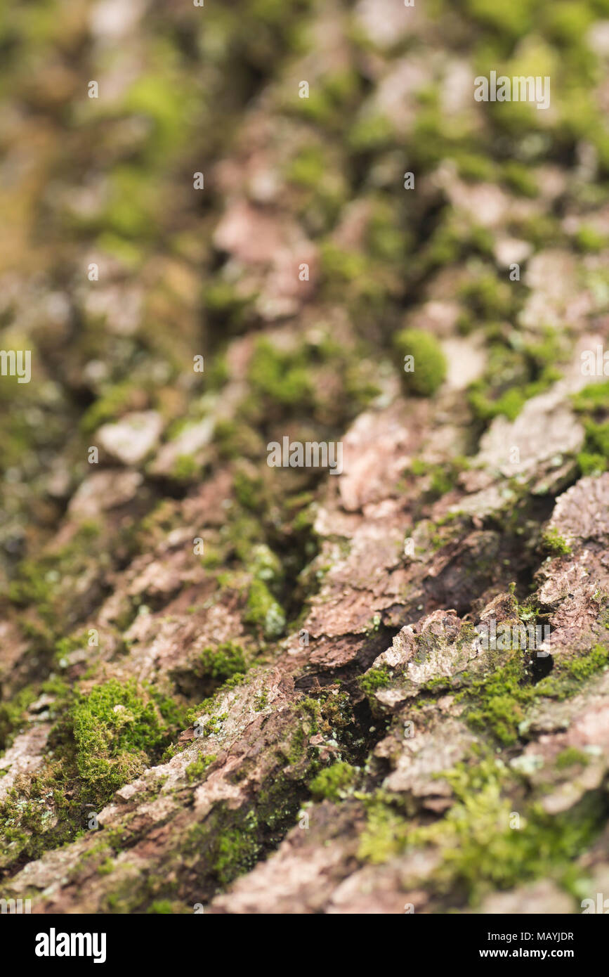Moos auf Baumstamm Makro selektiven Fokus Stockfoto