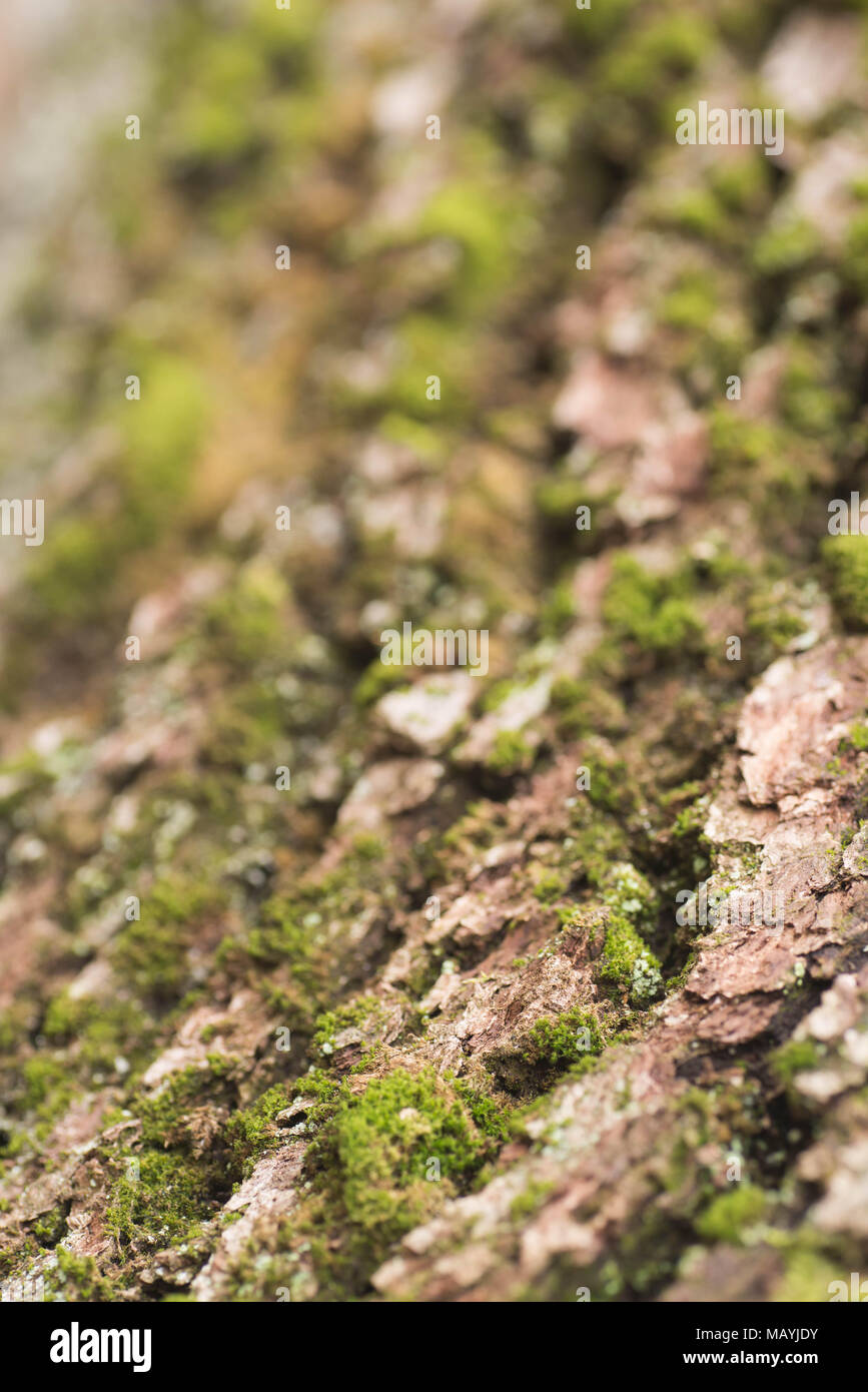 Moos auf Baumstamm Makro selektiven Fokus Stockfoto