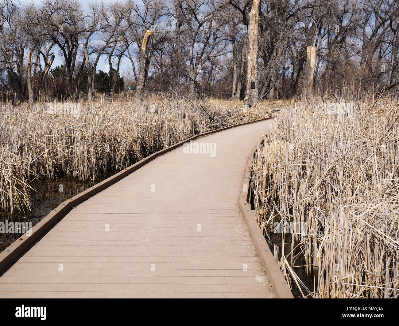 Ein Composite Decking Gehweg in einem Sumpf. Der Weg wird von Schilf im Wasser und einigen Bäumen umgeben. Stockfoto