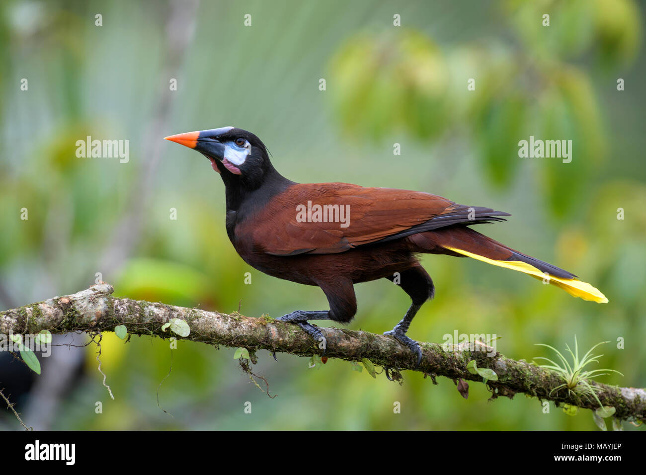 Montezuma Oropendola - psarocolius Montezuma, schöne braune Vogel aus Mittelamerika Wald, Costa Rica. Stockfoto