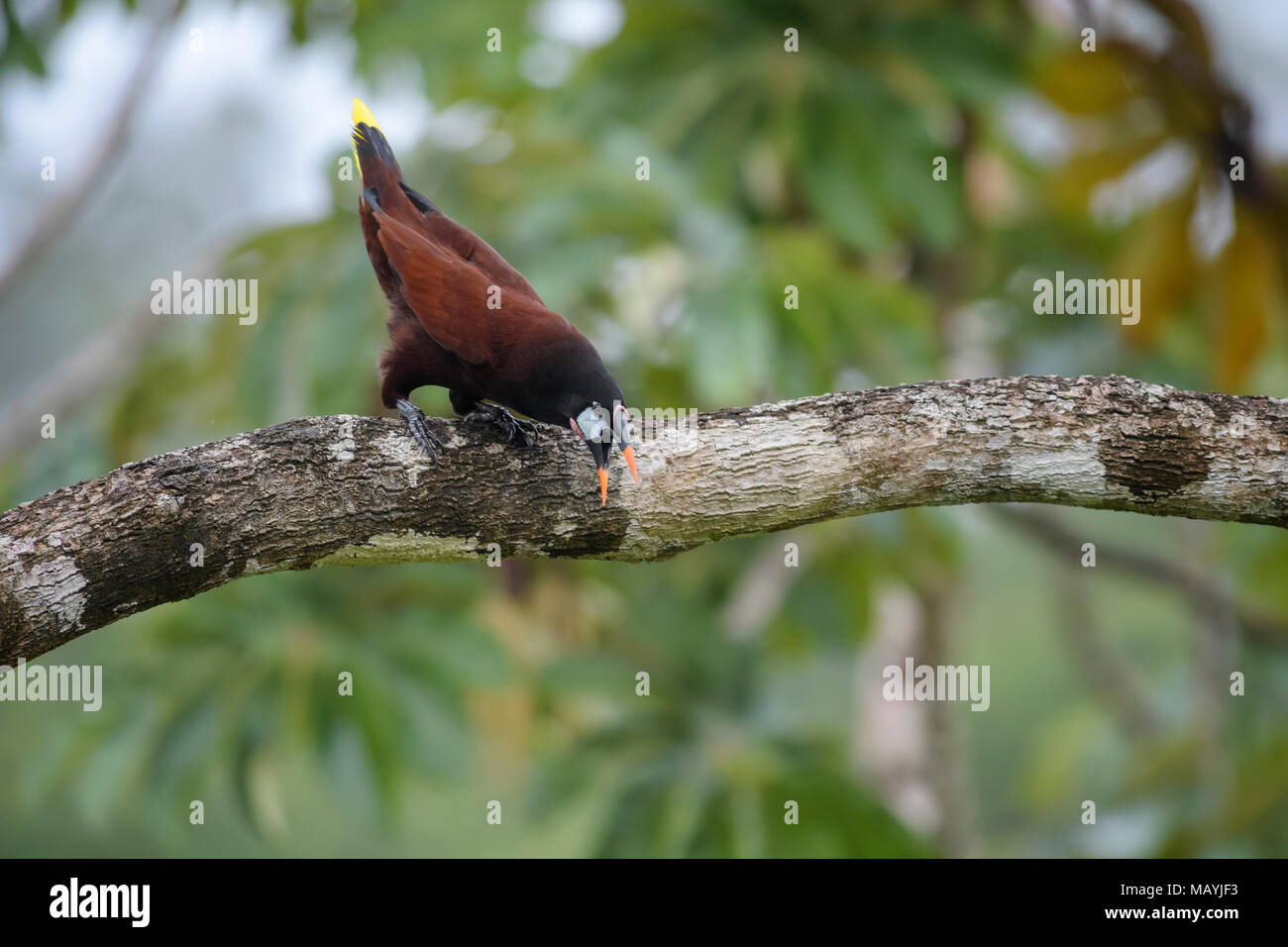 Montezuma Oropendola - psarocolius Montezuma, schöne braune Vogel aus Mittelamerika Wald, Costa Rica. Stockfoto