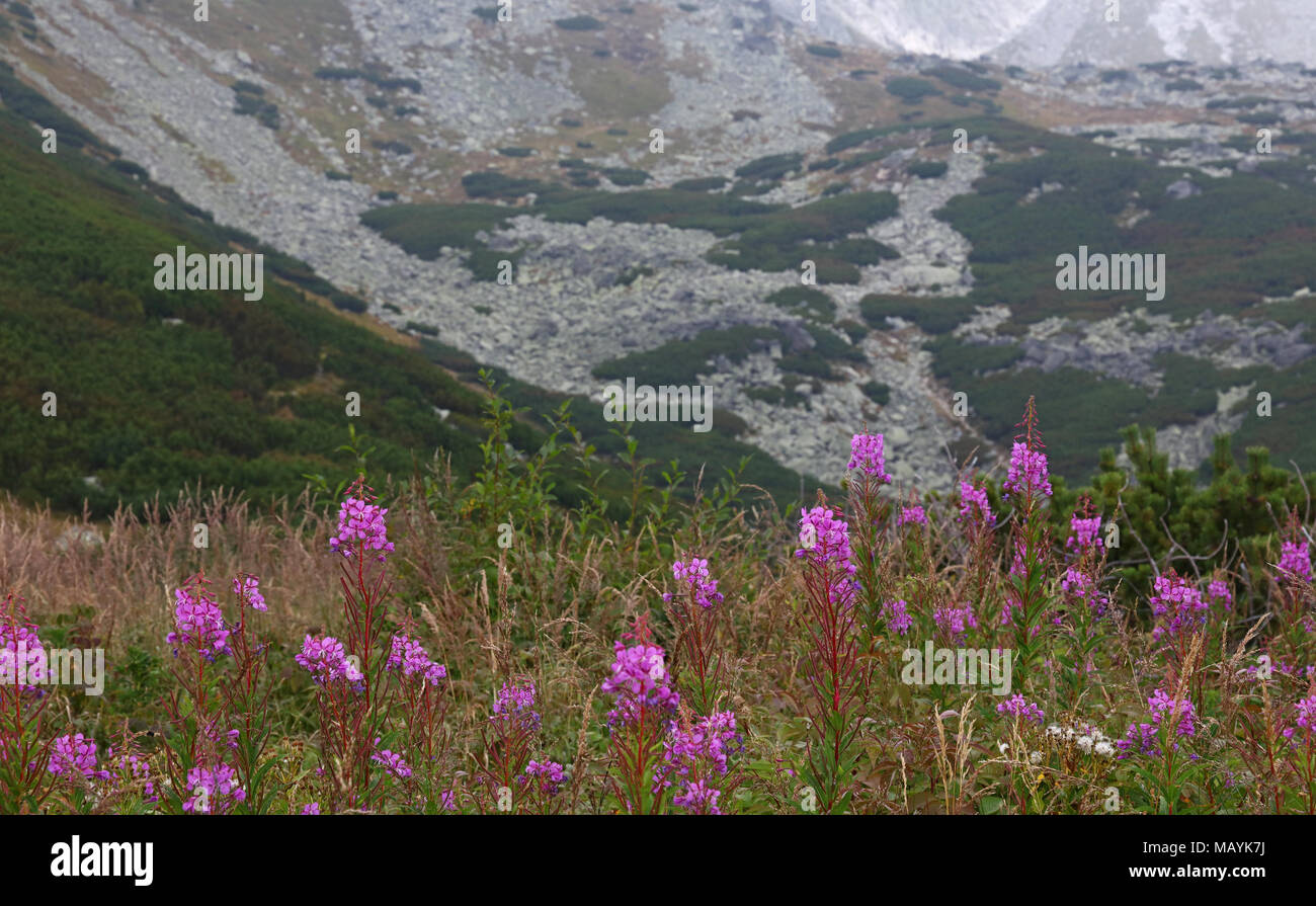 Schönen Sommer Berglandschaft mit Vordergrund von Rosa fireweed Blumen Stockfoto