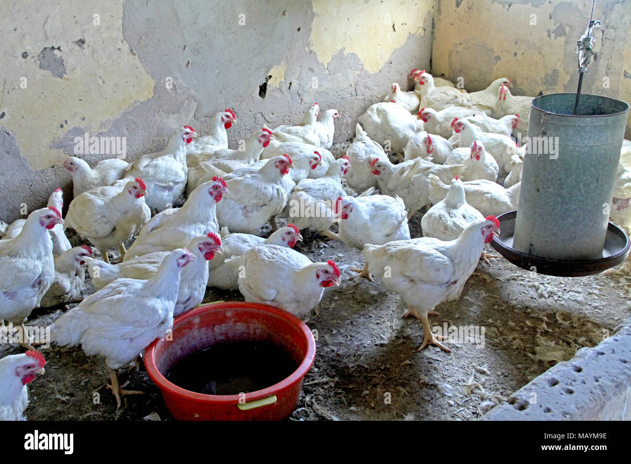 Huhn, Rua Nova, Belém, Paraíba, Brasilien Stockfoto