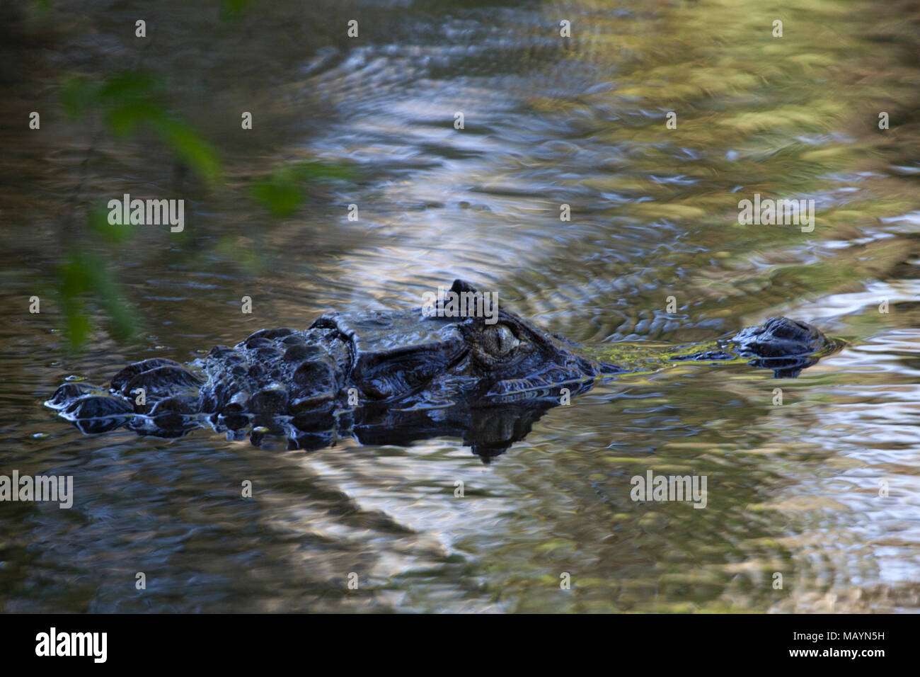 Amerikanisches Krokodil (Crocodylus Acutus) Stockfoto