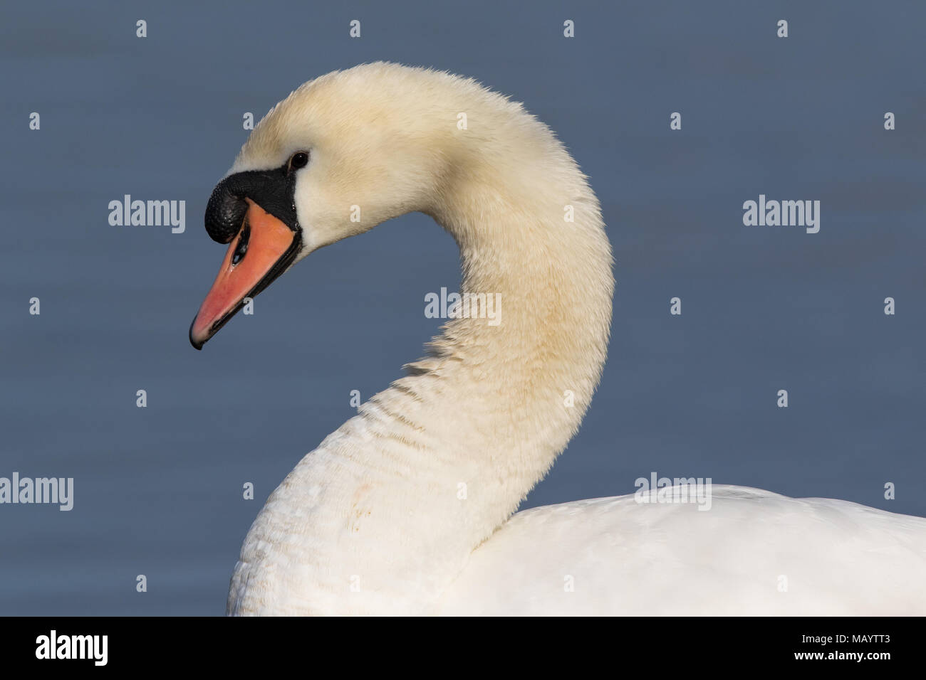 Porträt eines erwachsenen Höckerschwan (Cygnus olor) Stockfoto