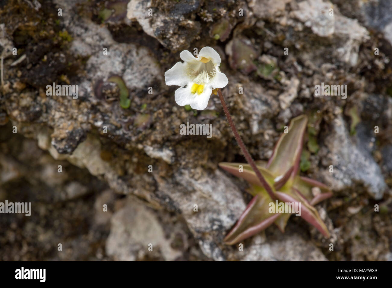 Alpine butterwort (Pinguicula alpina) auf felsigen Boden, Tirol, Österreich Stockfoto