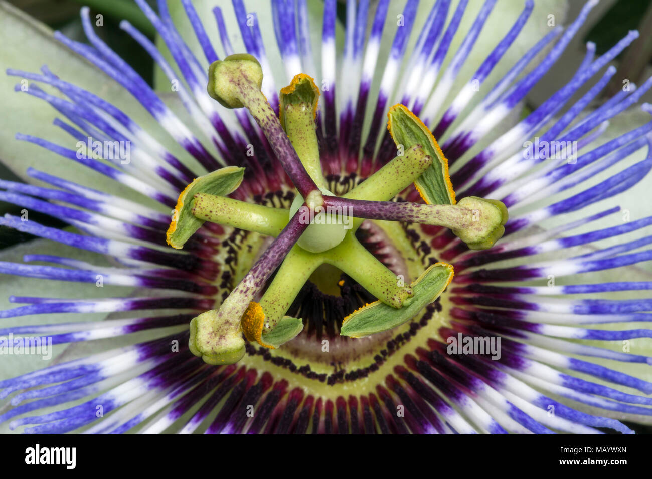 Blaue Passionsblume (Passiflora caerulea), dreigliedrigen Stempel und fünf Staubgefäße, Detail, Burgenland, Österreich Stockfoto
