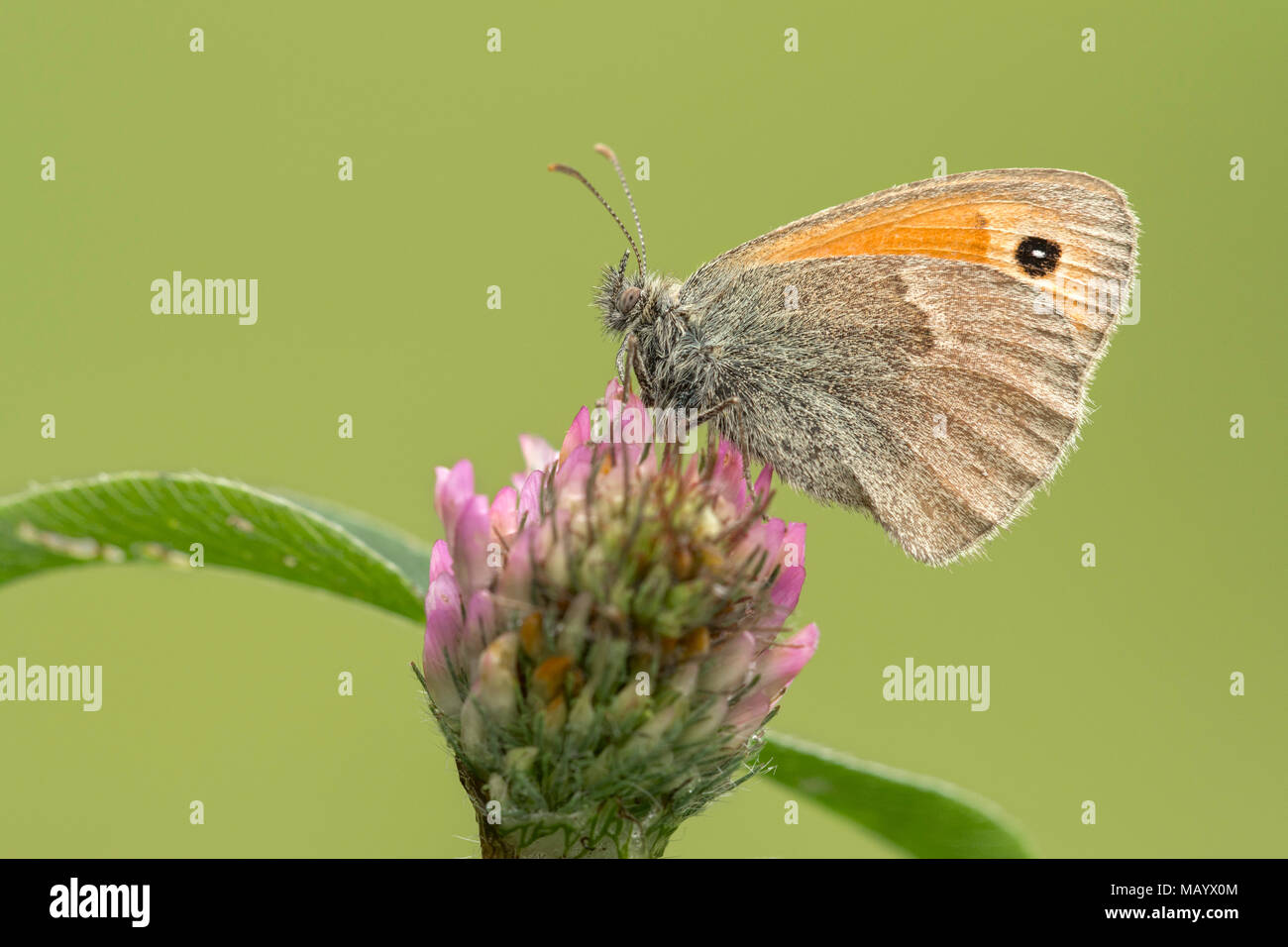 Kleine Heide (Coenonympha pamphilus) auf Kleeblüte, Burgenland, Österreich Stockfoto