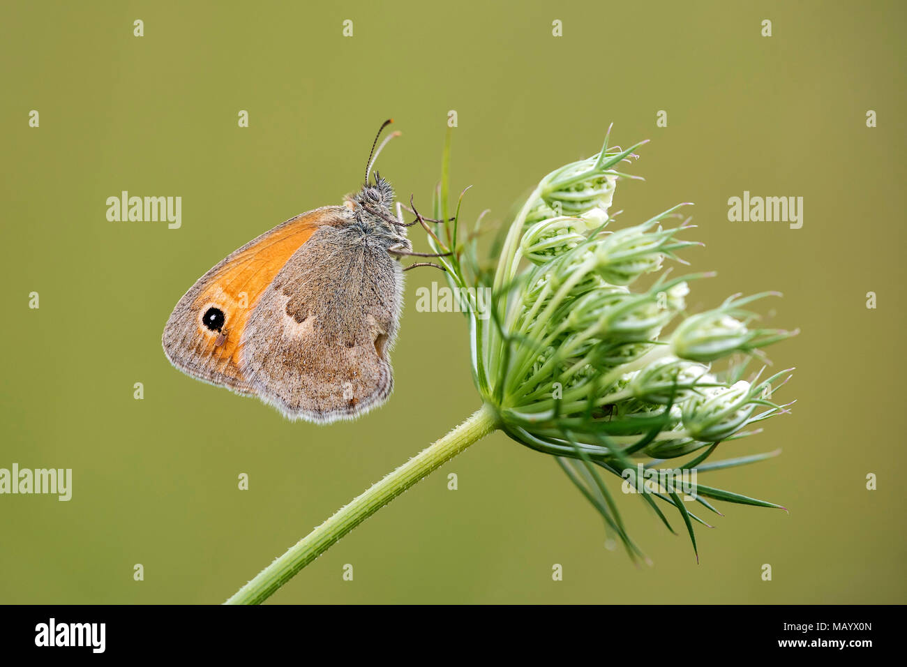 Kleine Heide (Coenonympha pamphilus) auf Wilde Möhre (Daucus carota carota), Burgenland, Österreich Stockfoto