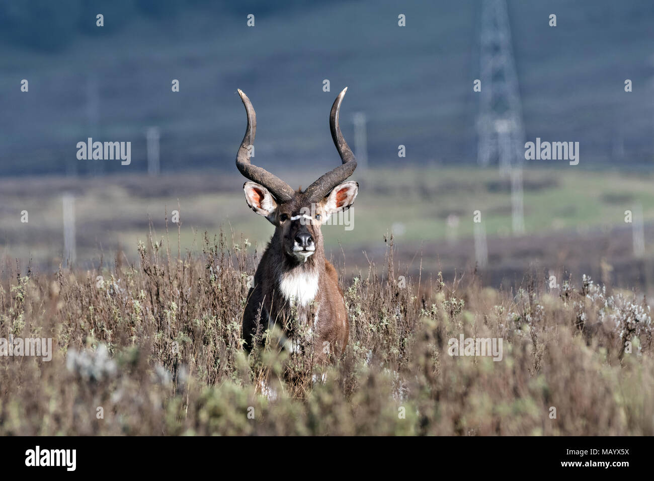 Männliche Mountain Nyala (Tragelaphus buxtoni), Bale Berge, Äthiopien Stockfoto