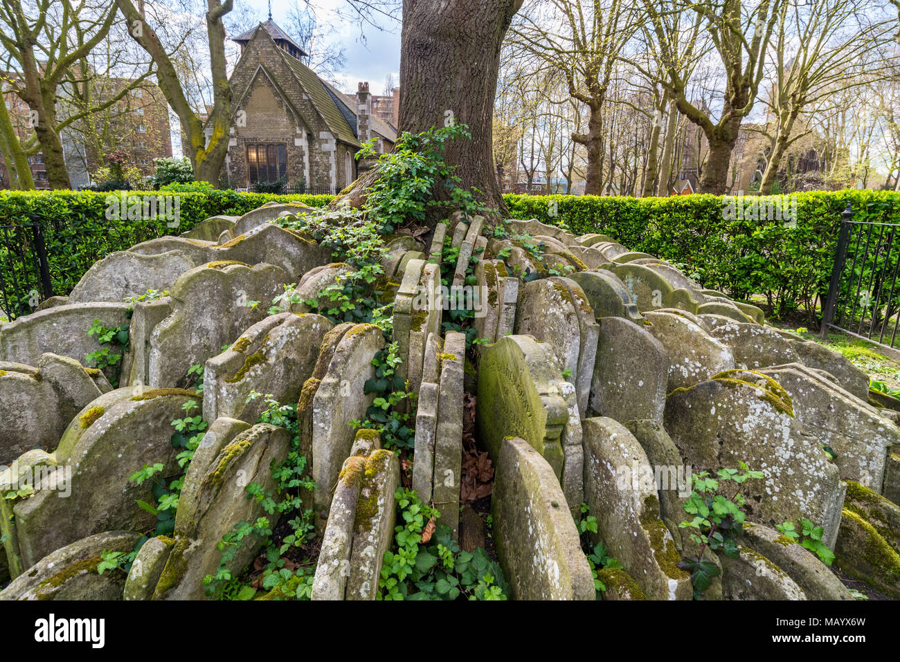 Grabsteine um die Hardy Baum im Kirchhof der St. Pancras, London, UK Stockfoto