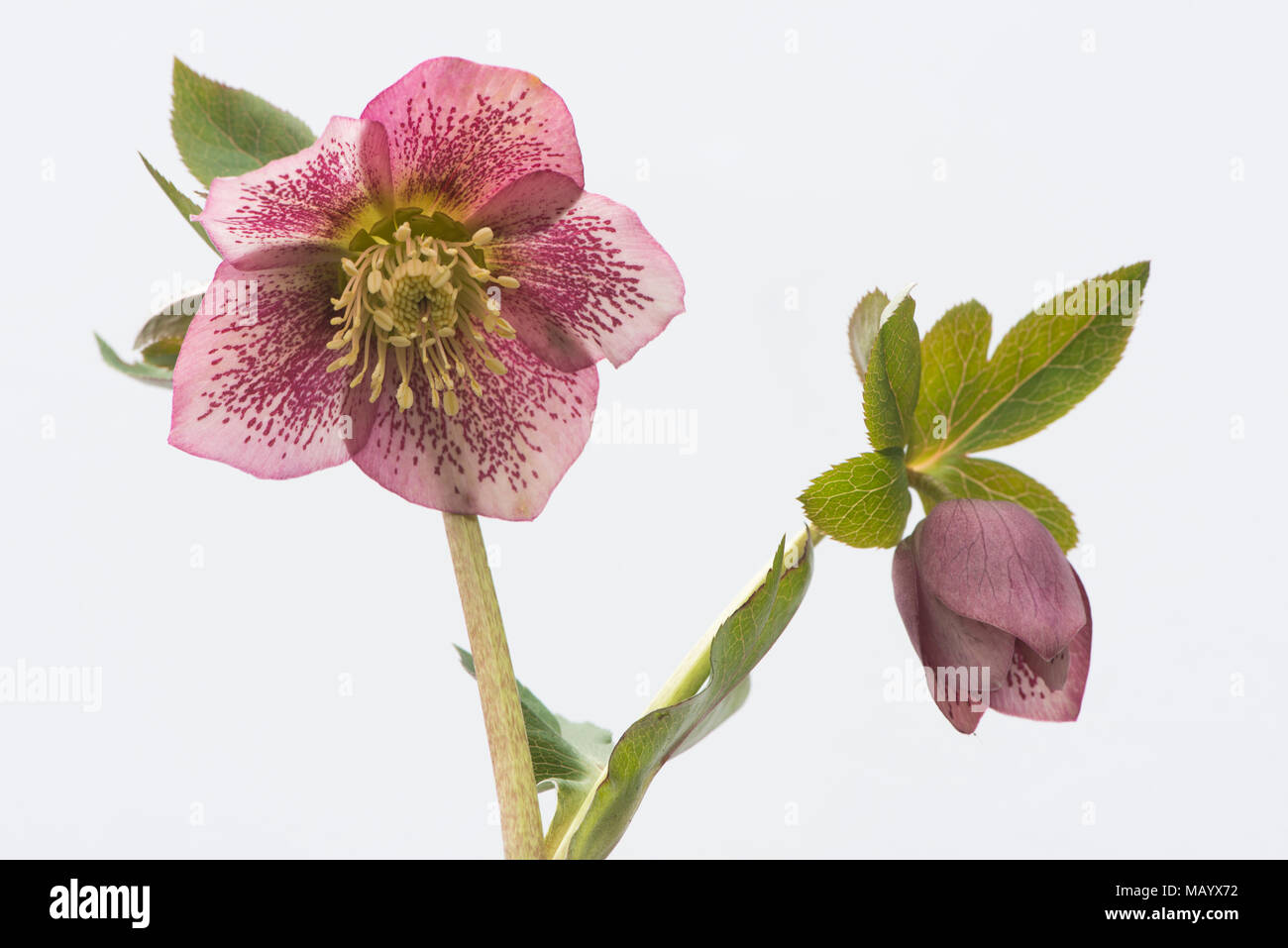 Rosy Fastenzeit Rosen (Helleborus orientalis), Emsland, Niedersachsen, Deutschland Stockfoto