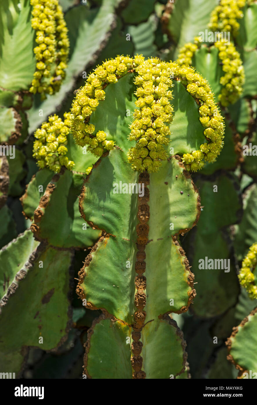 Blühende Kandelaber Baum (Euphorbia candelabrum), gelbe Blumen, Provinz Tigray, Äthiopien Stockfoto