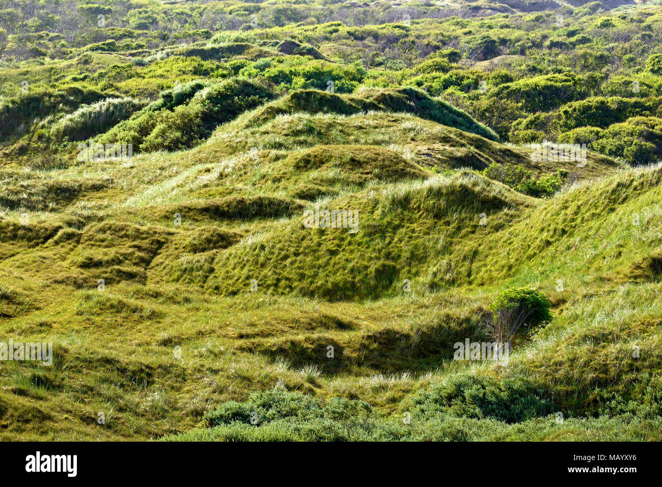 Grasbewachsene Dünen, Norderney, Ostfriesische Inseln, Niedersachsen, Deutschland Stockfoto