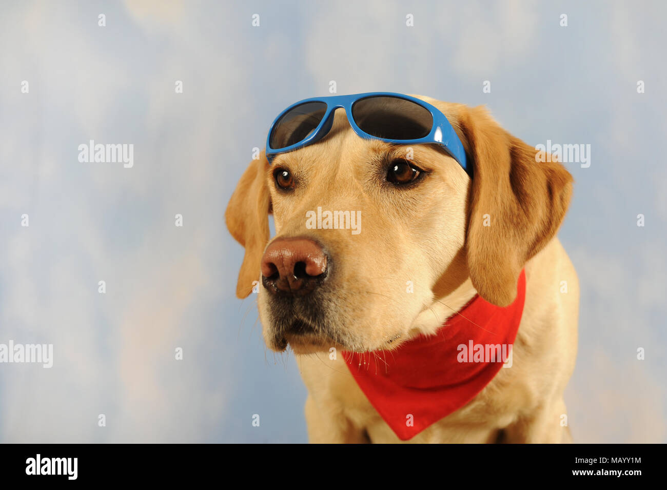 Labrador Retriever, Mann, gelb, mit Schal und Sonnenbrille, Tier Portrait, Studio shot Stockfoto