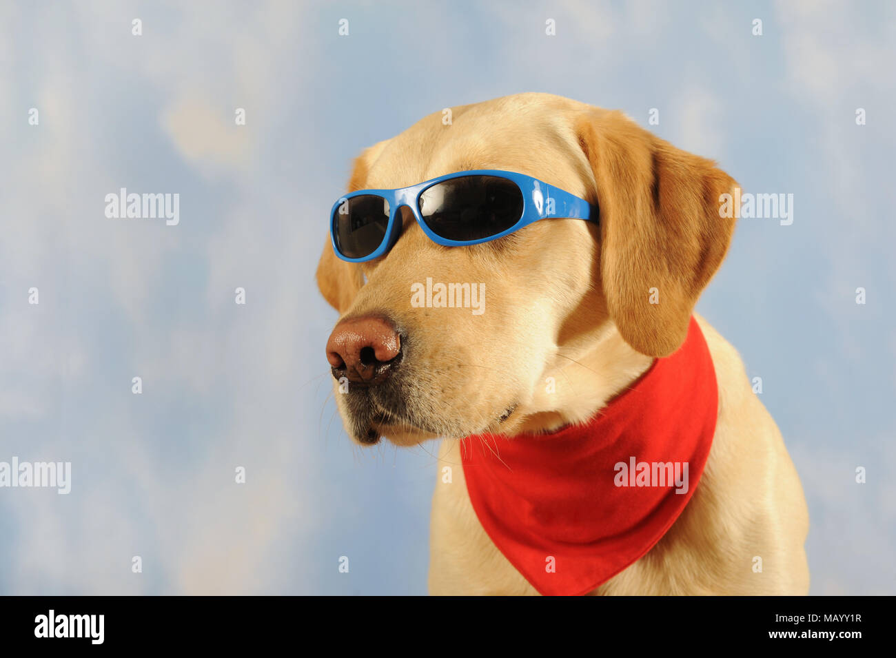 Labrador Retriever, Mann, gelb, mit Schal und Sonnenbrille, Tier Portrait, Studio shot Stockfoto