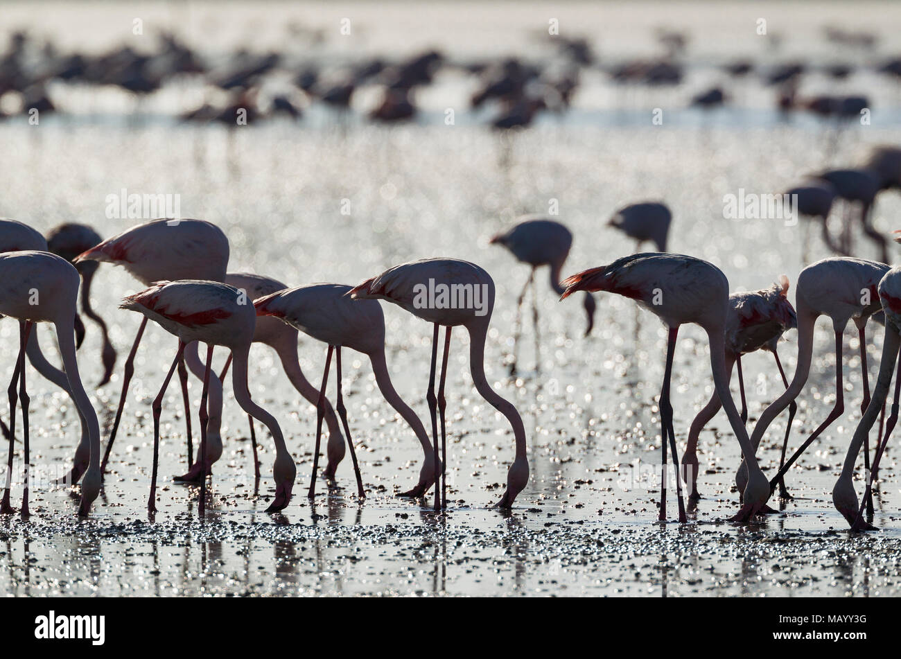 Flamingos (Phoenicopterus Roseus), Fütterung, Silhouette, Hintergrundbeleuchtung, Provinz Malaga, Andalusien, Spanien Stockfoto