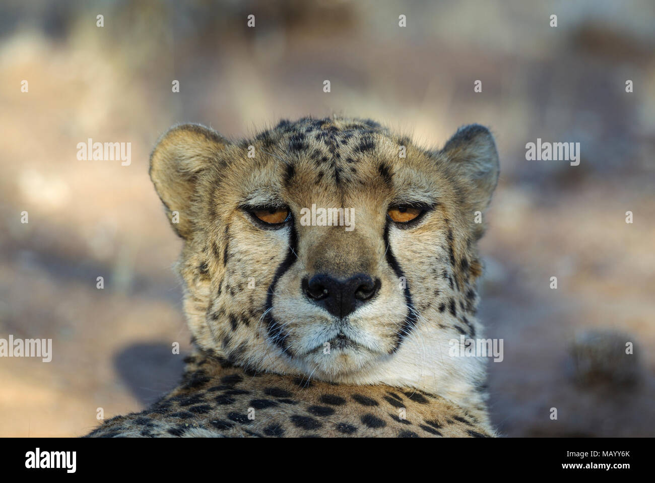 Gepard (Acinonyx jubatus), ruhen Männlich, Tier Portrait, Captive, Namibia Stockfoto