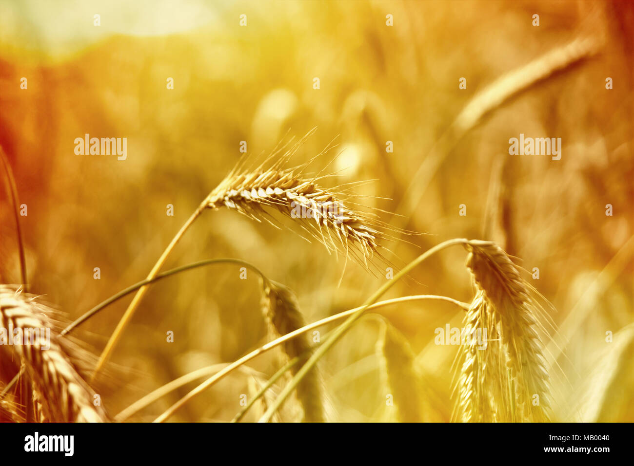 Sonnenuntergang Szene von einem Weizenfeld oder reife Gerste. Ohr von Roggen oder Gerste, Getreide Pflanzen in der goldenen Sonne. Stockfoto