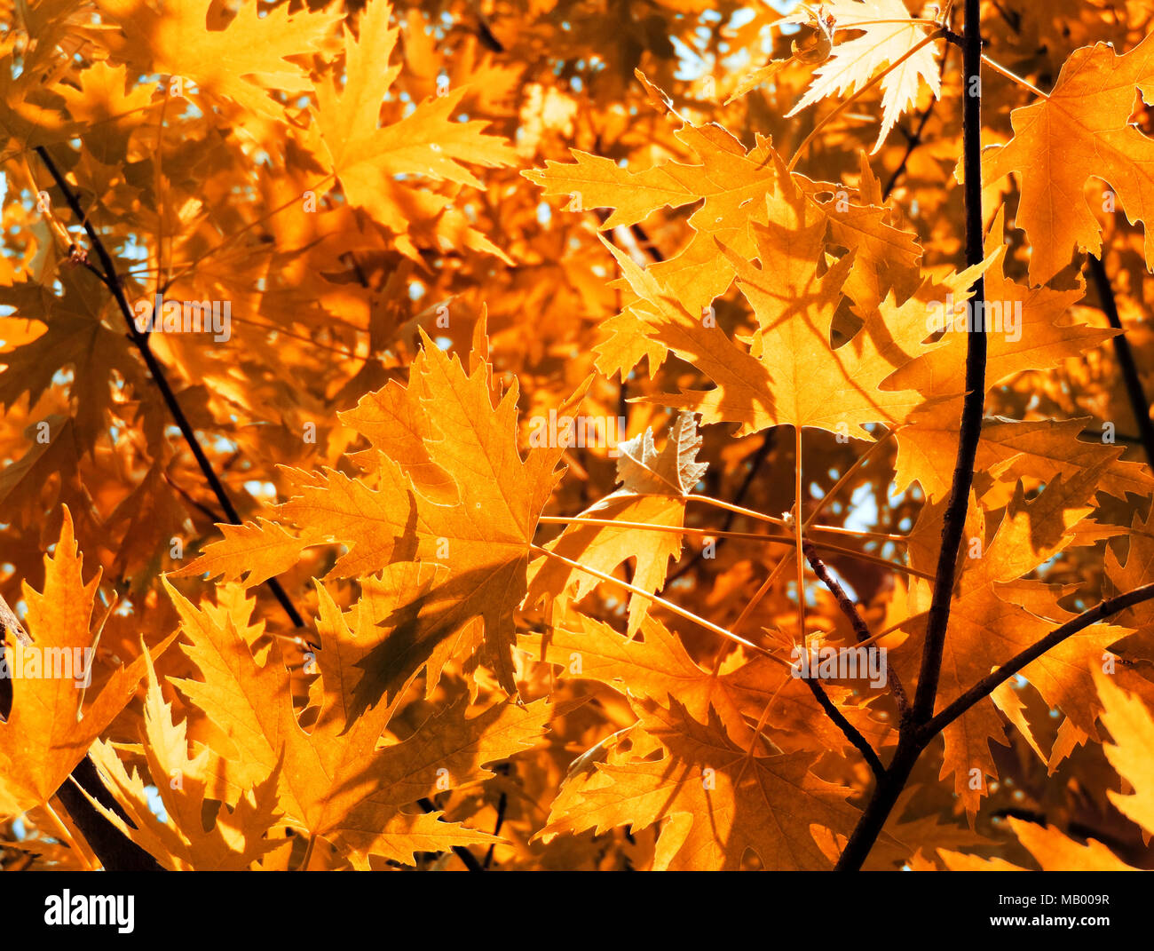 Blätter im Herbst Hintergrund oder Herbst Hintergrund mit Sonnenlicht und selektiven Fokus. Berg ahorn Blätter in der Sonne mit kopieren. Natur Rahmen. Stockfoto