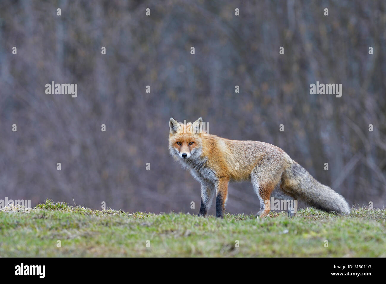 Red Fox (Vulpes vulpes), auf der Wiese, aufmerksam, Frontkamera, Tirol, Österreich Stockfoto