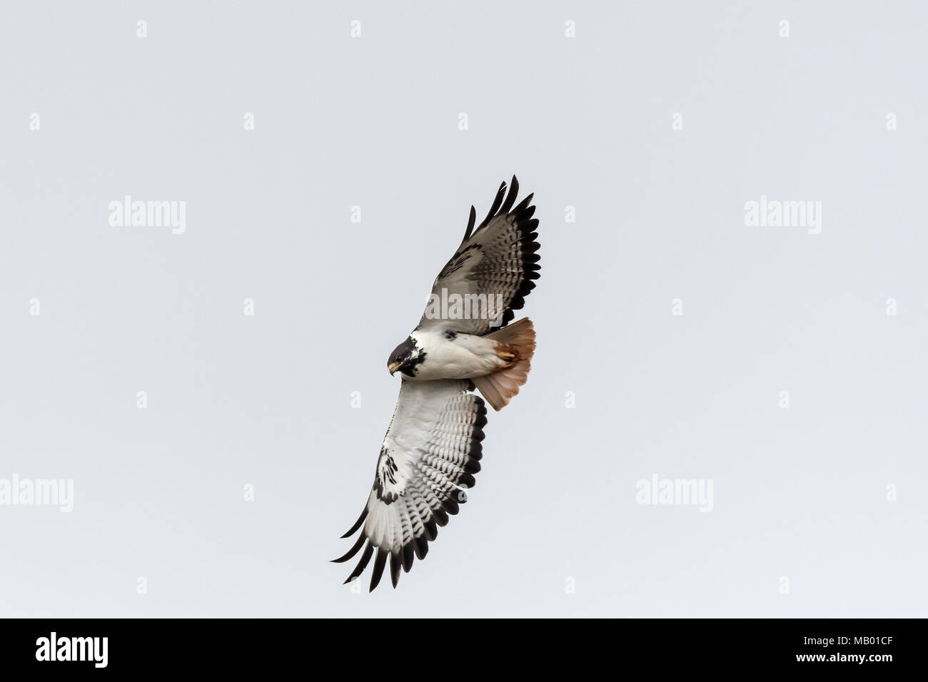 Augur Mäusebussard (Buteo augur), Sanetti Plateau, Äthiopien Stockfoto