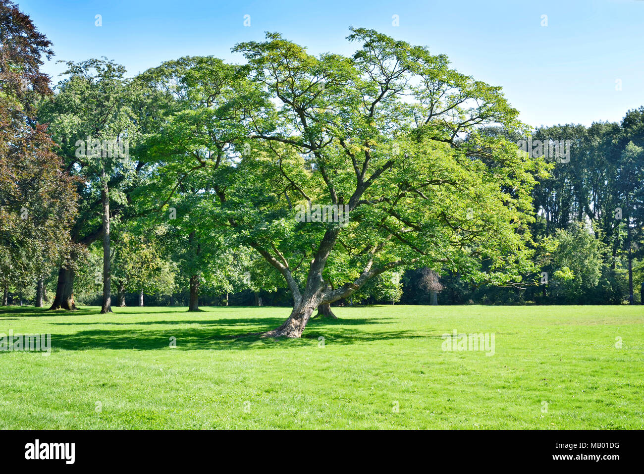 Idyllischen park Szene im Sommer mit Baum und grüne Wiese. Blauer Himmel und sonnige Wiese. Landschaft Hintergrund. Stockfoto
