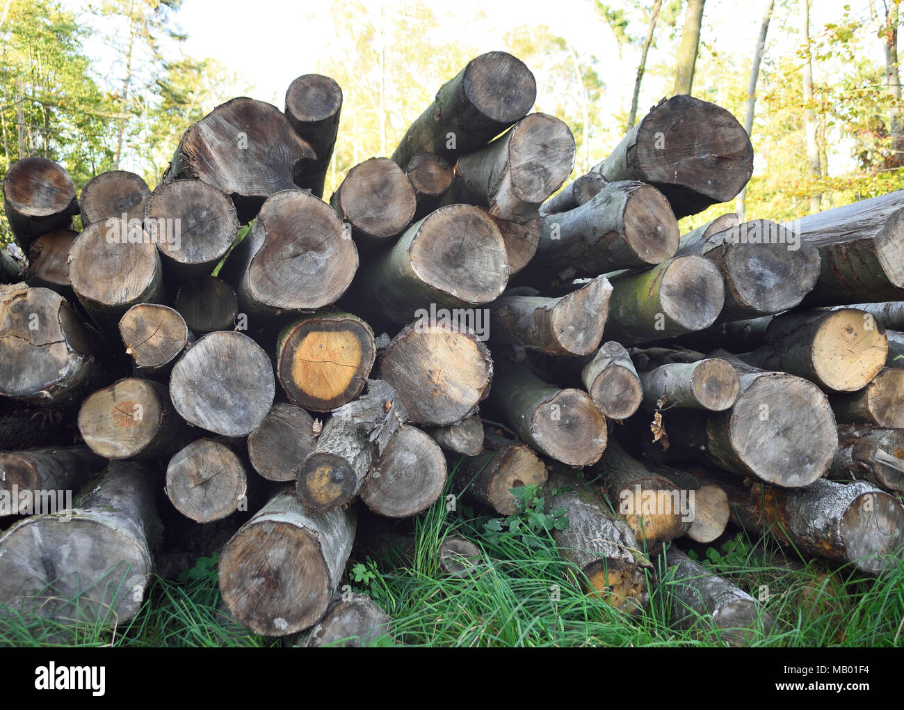 Baumstämme oder Stapel Holz ich einen Wald. Holzindustrie Szene mit gestapelten Stücke Holz. Stockfoto
