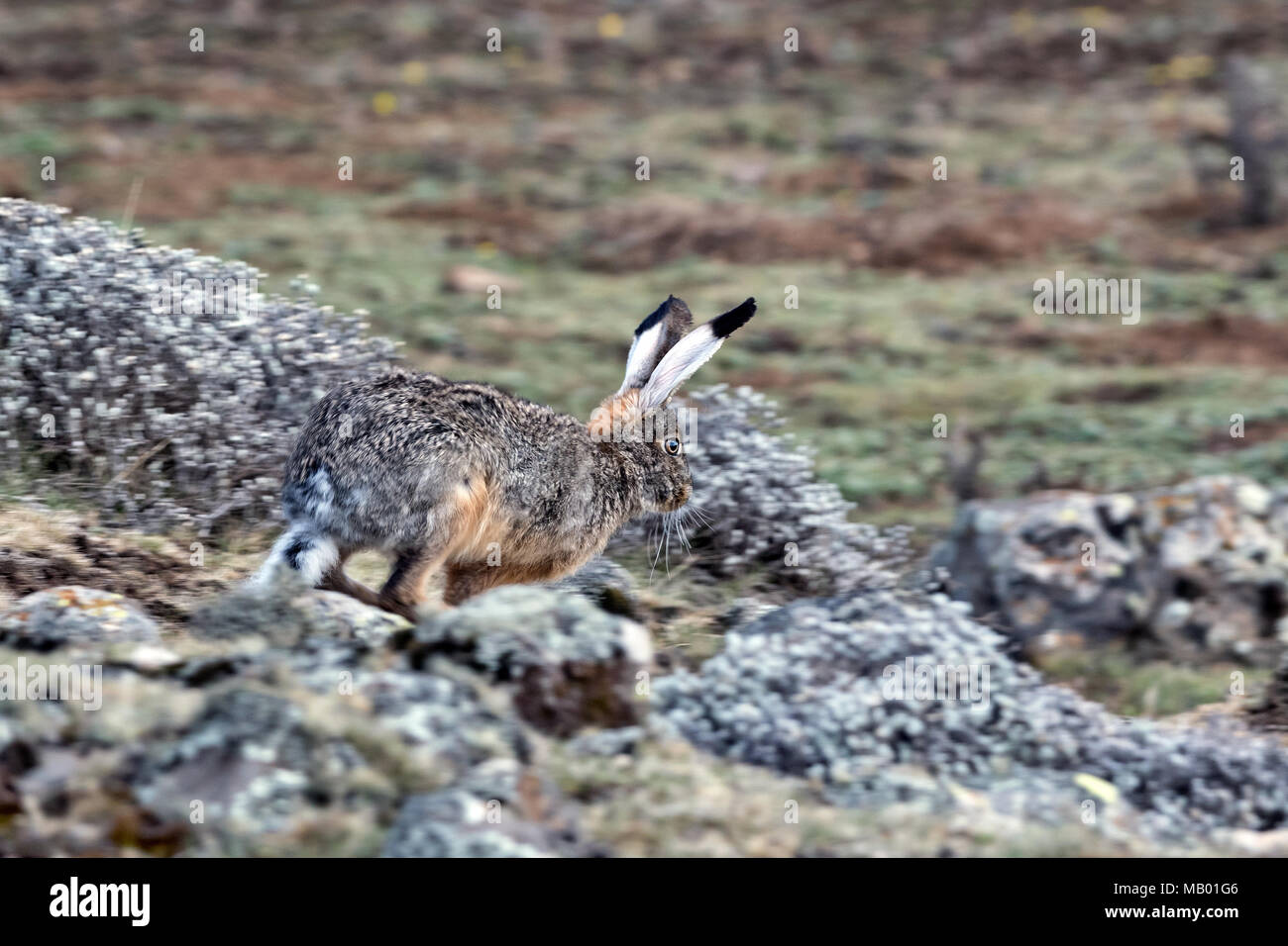 Äthiopischen Hochland Hase (Lepus), starki Sanetti Plateau, Äthiopien Stockfoto