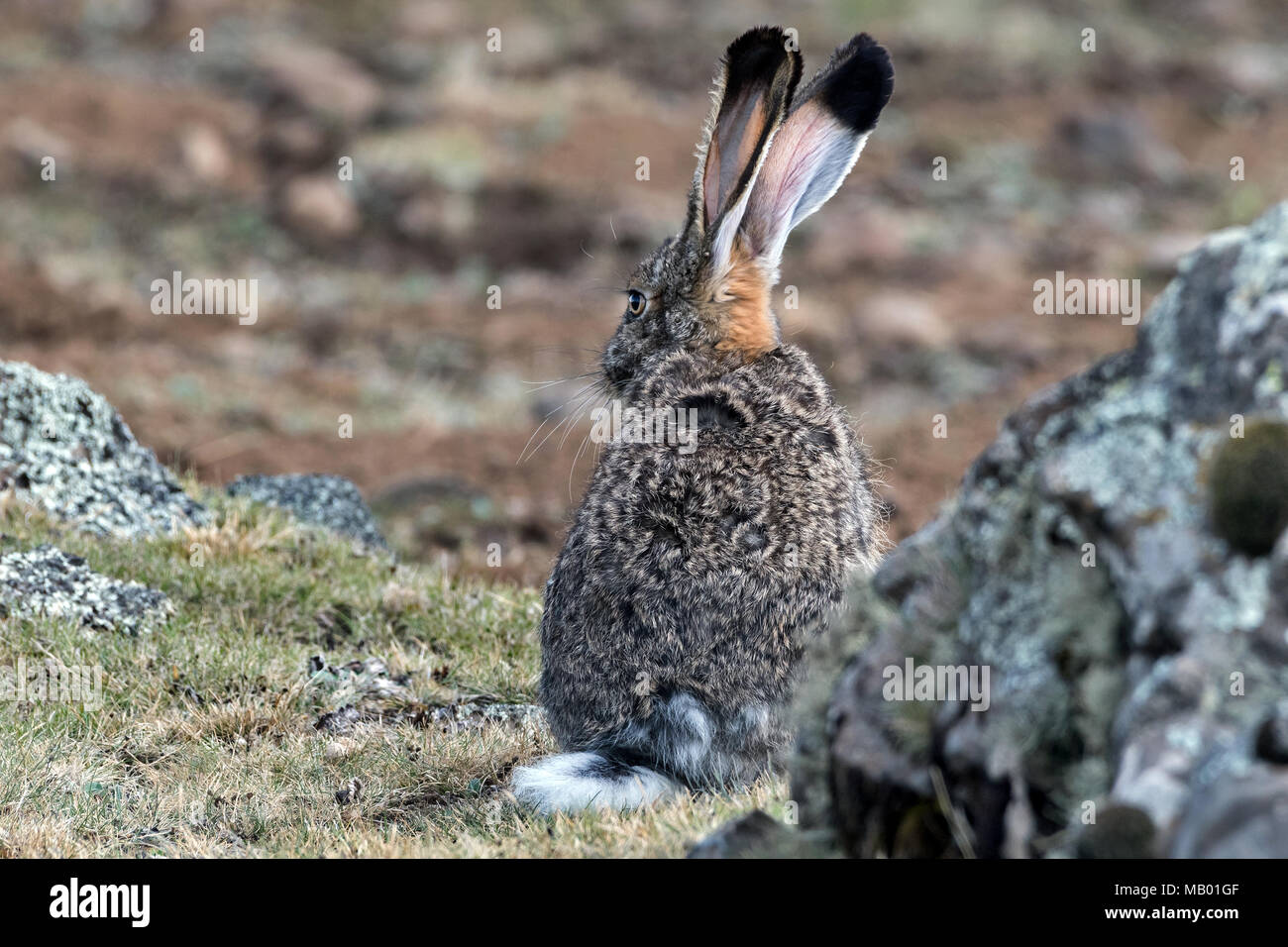 Äthiopischen Hochland Hase (Lepus), starki Sanetti Plateau, Äthiopien Stockfoto