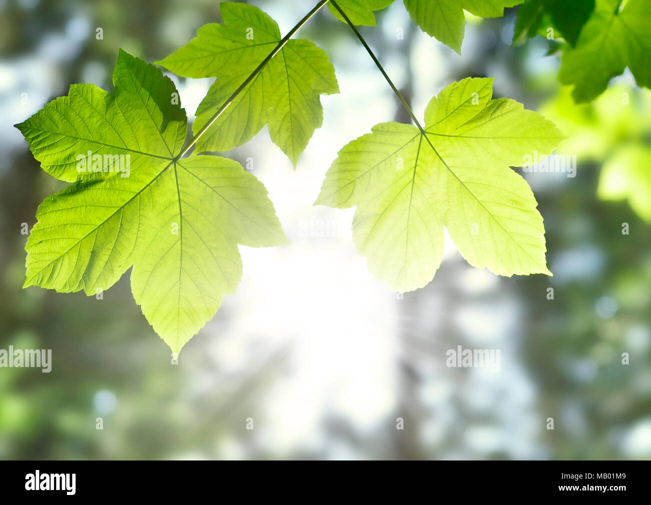 Grüne Blätter Hintergrund oder Frühling Hintergrund mit Sonnenlicht und selektiven Fokus. Green mountain Ahorn Blätter in der Sonne mit kopieren. Natur Rahmen. Stockfoto