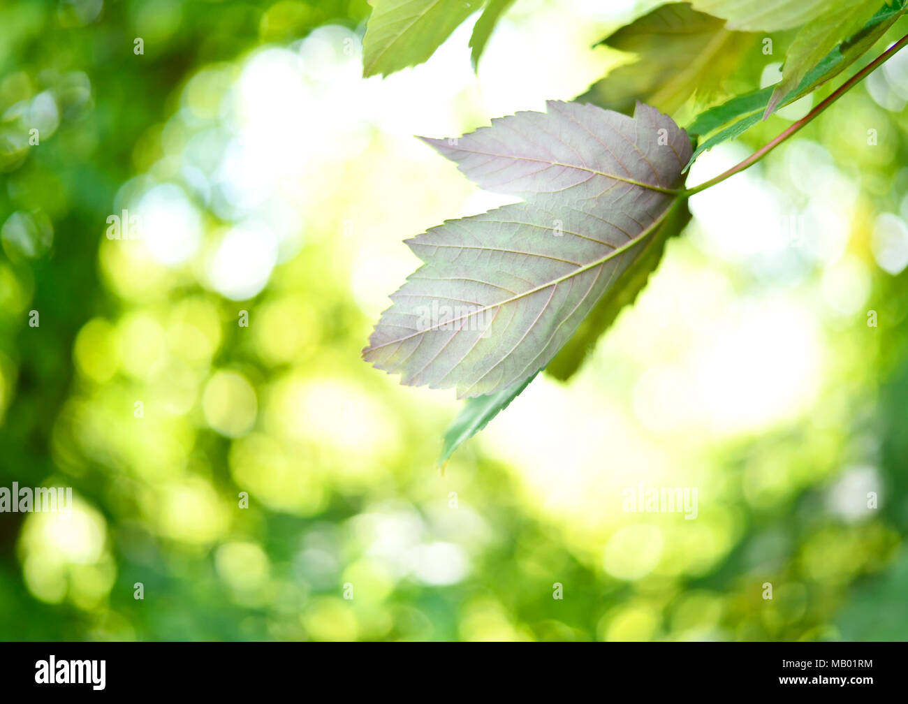 Grüne Blätter Hintergrund oder Frühling Hintergrund mit Sonnenlicht und selektiven Fokus. Green mountain Ahorn Blätter in der Sonne mit kopieren. Natur Rahmen. Stockfoto
