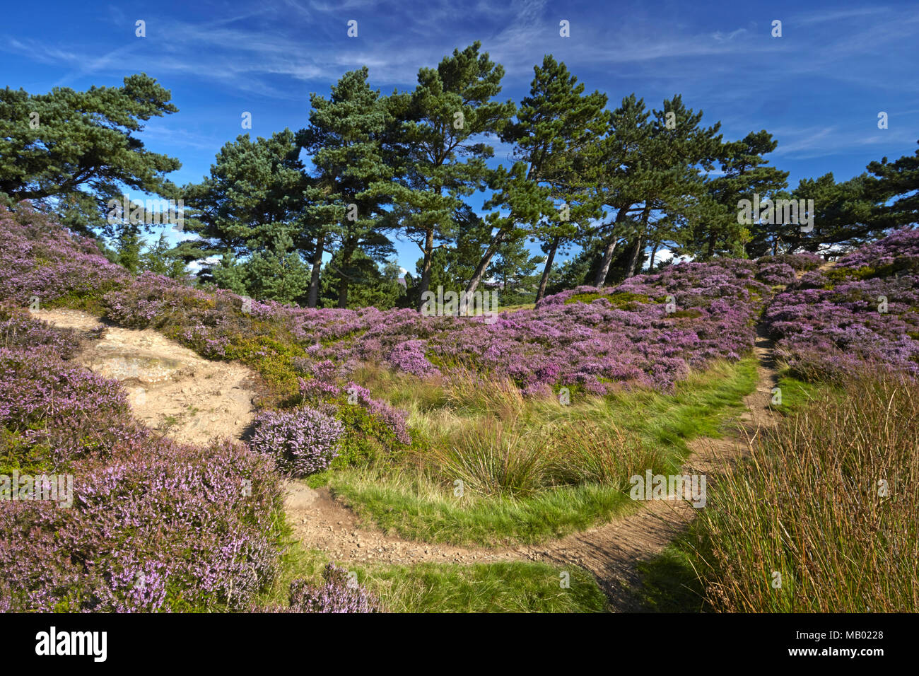 Ein Pfad durch das Heidekraut auf Ilkley Moor führt. Stockfoto