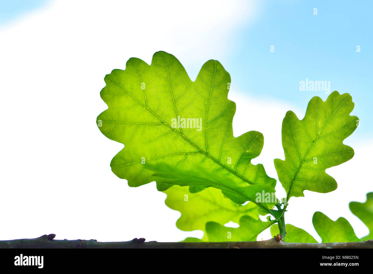 Eiche Blätter Hintergrund, Frühling Szene. Grüne Blätter Hintergrund mit Sonnenlicht und Kopieren. Stockfoto