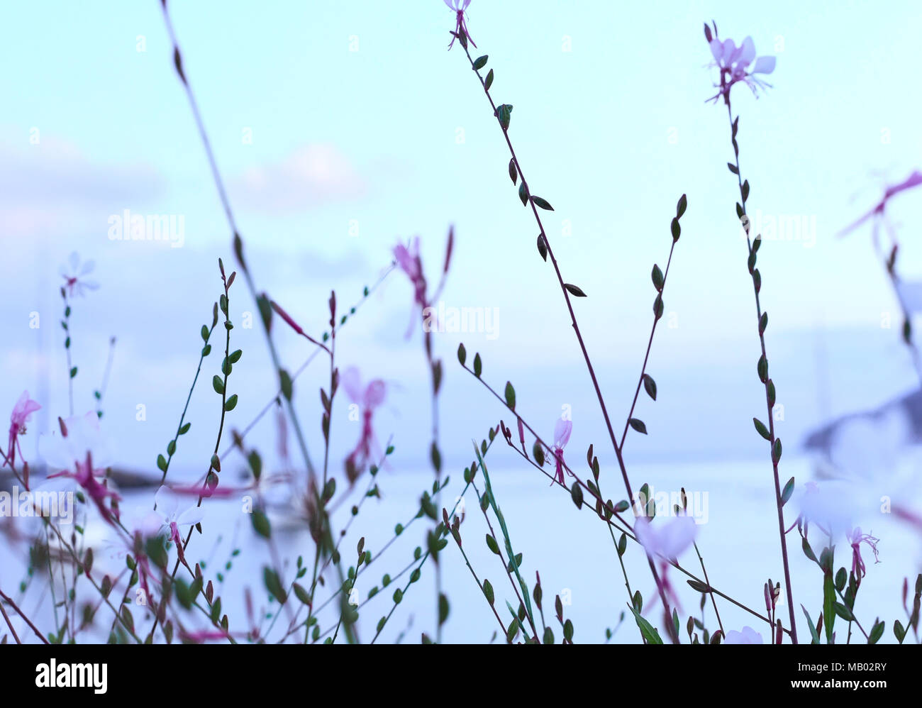 Blaue Stunde nach Sonnenuntergang in Santa Eulària des Riu, Ibiza. Lila Blumen und Meer Szene. Mittelmeer Abend Szene. Stockfoto