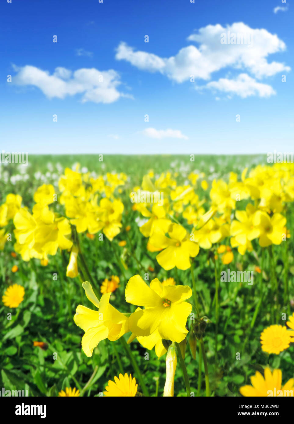 Frühling Hintergrund mit gelben Blüten und blauer Himmel. Blume Feld oder Wiese in der Sonne. Stockfoto