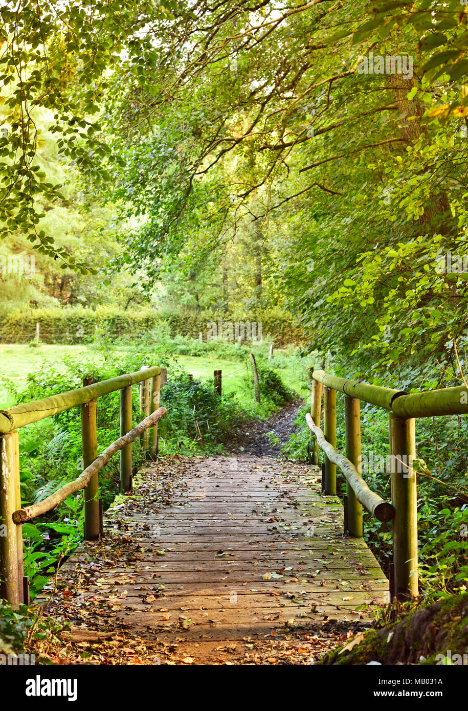 Idyllische Holzbrücke oder Wanderweg in den Wald. Hölzerne Brücke und idyllische Natur Szene. Stockfoto