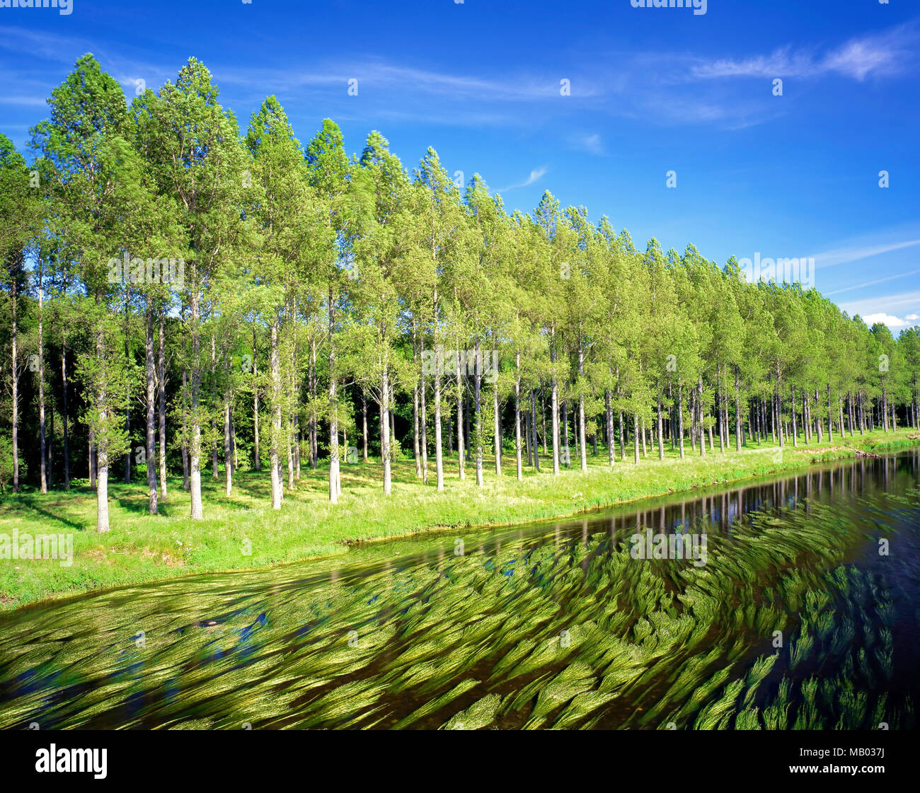 Ein Sommer auf einer von Bäumen gesäumten Strecke des Flusses Tweed in den schottischen Borders. Stockfoto