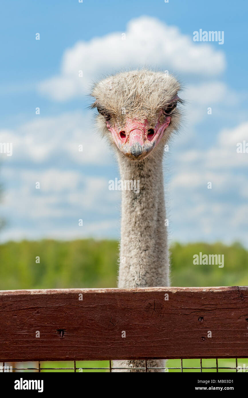 Lustiges Vogelpaar Stockfotos und bilder Kaufen Alamy