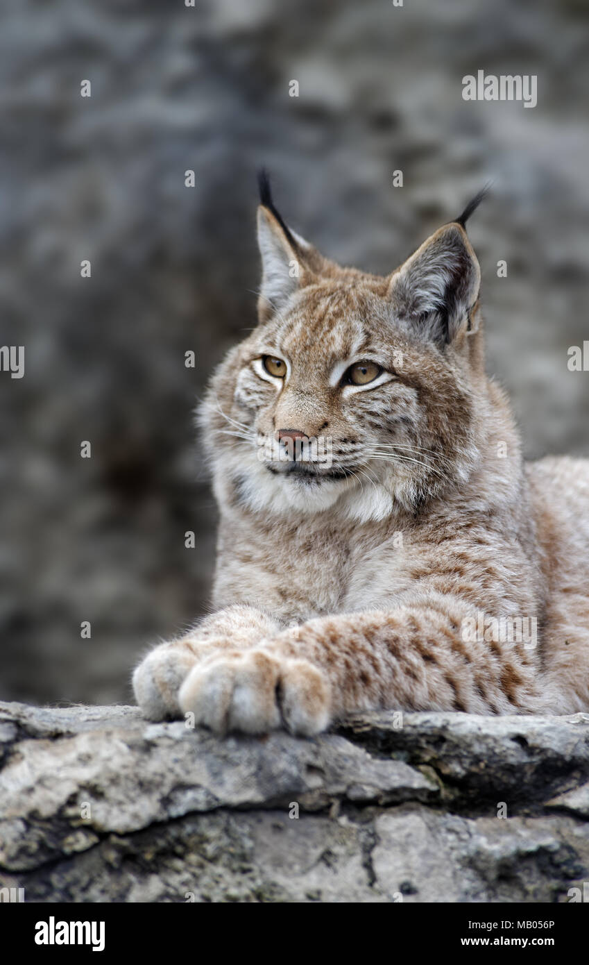 Tiere: junger Luchs posing Stockfoto