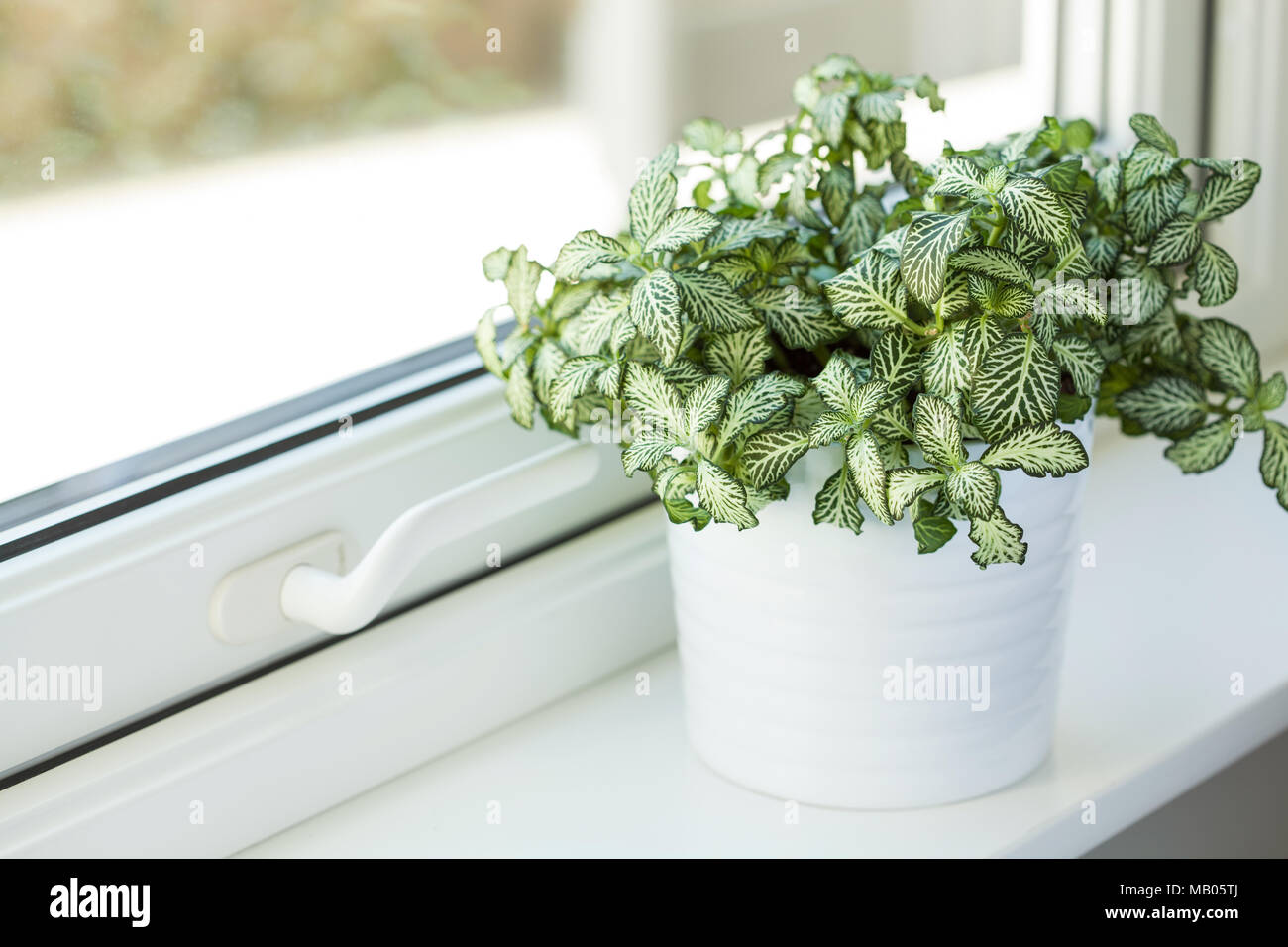 Zimmerpflanze fittonia albivenis in Weiß Blumentopf Stockfoto