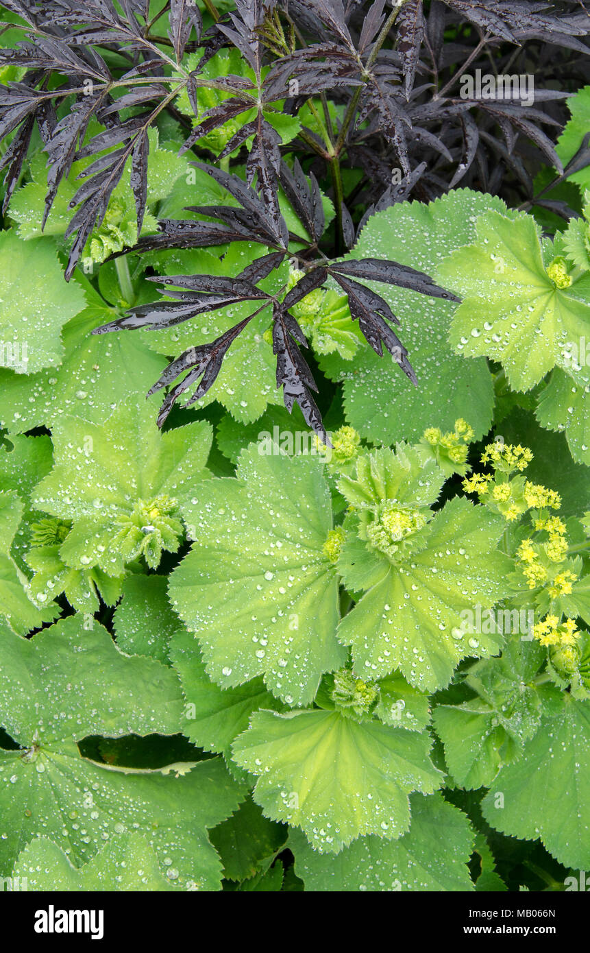 GLASGOW, Schottland - 11.Juni 2013: Eine grüne und gelbe Pflanze im Garten in Possilpark. Stockfoto