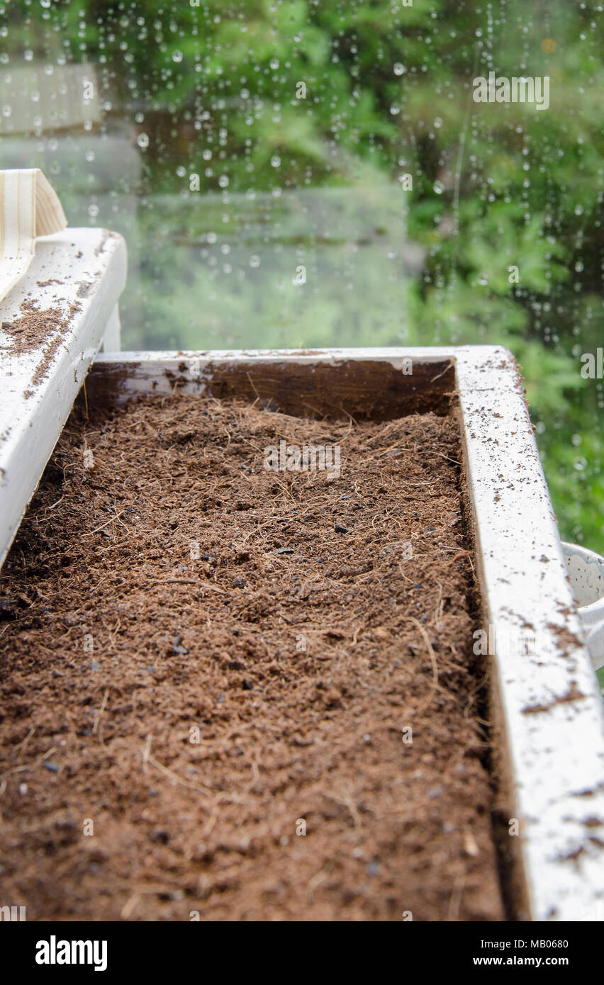 GLASGOW, Schottland - 11.Juni 2013: neue Kompost in einer alten Schublade in einer Glasgow Gewächshaus. Stockfoto