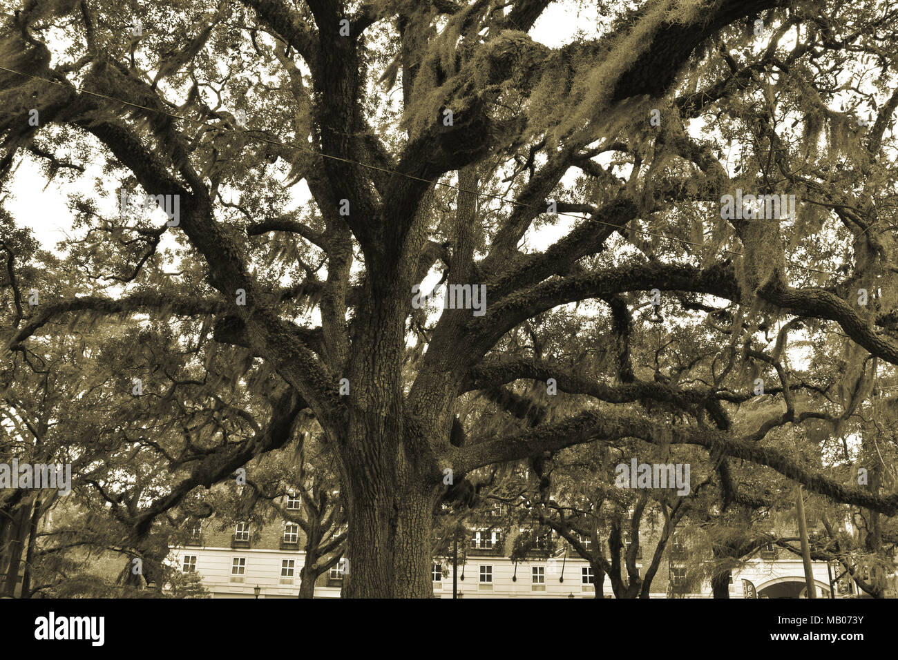 Südliche Live Oak Savannah Georgia Stockfoto